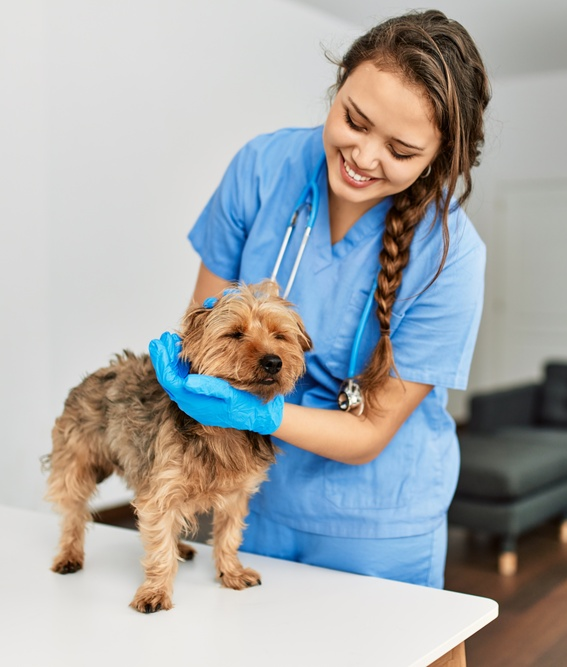 Veterinarian performing a wellness exam on a dog during a home visit in the Boston area
