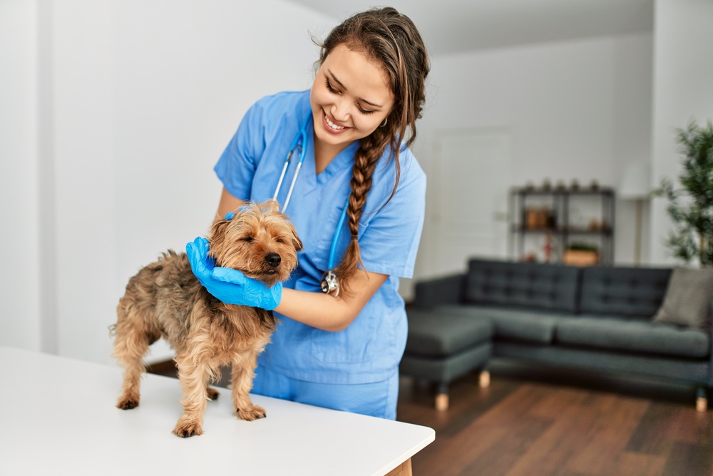 Healthy dog receiving a routine wellness exam from a veterinarian, Boston MA Area