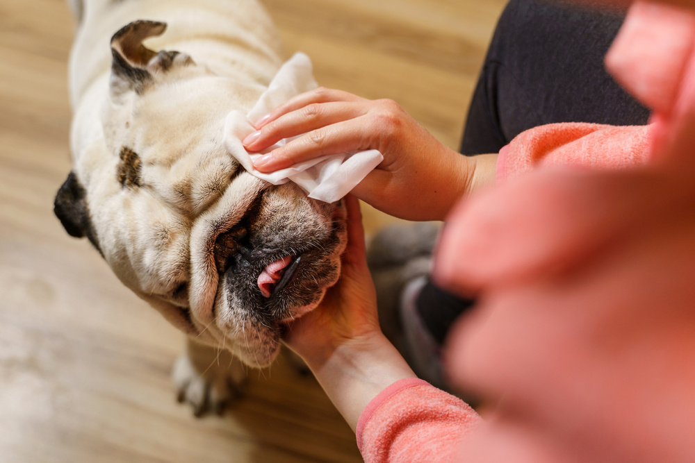 Pet owner gently holding an elderly dog