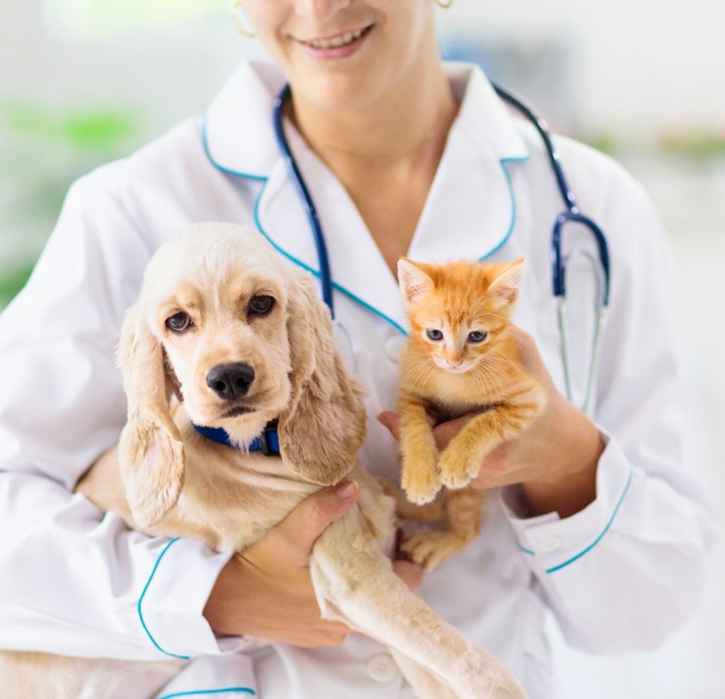 Mobile Veterinary Services in Greater Boston | A House Call Vet