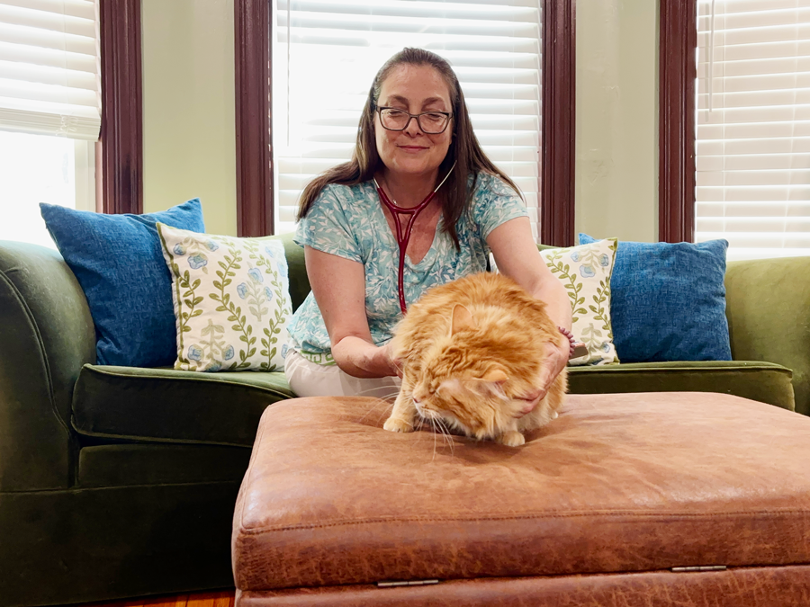 Stef-House-Call-Photo-Cat-01 Stef-House-Call-Photo-Cat-01