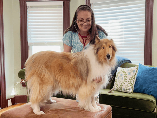 Stef-House-Call-Photo-Dog-01 Stef-House-Call-Photo-Dog-01